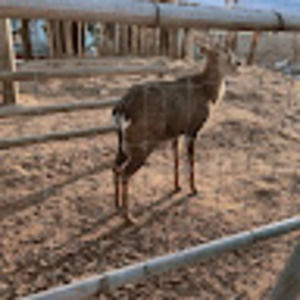 Meet your Posher, Chee wang